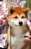 Photos supplémentaires: Garçon Akita Inu (Hachiko)