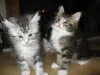 Photo №1. maine coon - à vendre en ville de Монс | Gratuit | Annonce № 105582