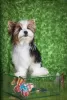 Photo №1. biewer yorkshire terrier - à vendre en ville de Kropivnitsky | 379€ | Annonce №78466