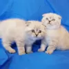 Photo №1. scottish fold - à vendre en ville de Minsk | négocié | Annonce № 35312