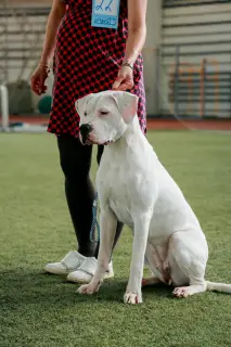 Photo №3. Belle fille Dogo Argentino. Fédération de Russie