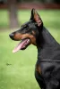 Photos supplémentaires: Chiots Dobermann