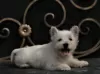 Photos supplémentaires: West Highland White Terrier chiot femelle