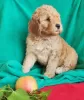 Photo №3. Chiots Labradoodle australiens. Monténégro