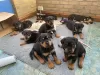 Photo №1. rottweiler - à vendre en ville de Saint-Pétersbourg | 300€ | Annonce №37088