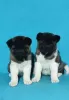 Photo №1. akita (chien) - à vendre en ville de Leskovac | négocié | Annonce №94854