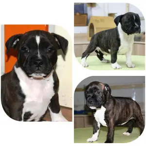 Photo №2 de l'annonce № 1099 de la vente staffordshire bull terrier - acheter à Biélorussie annonce privée