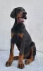 Photo №3. Doberman, meilleurs chiens. Serbie