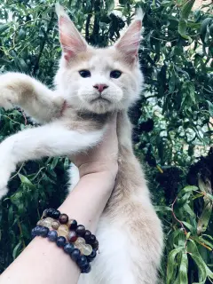 Photos supplémentaires: Maine Coon chaton couleur crème