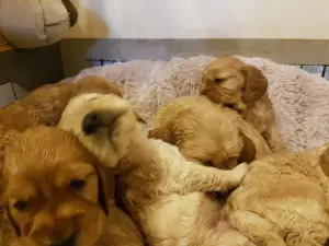 Photo №3. Chiots Cocker spaniel pour réception à partir du 24 décembre. Pologne