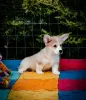 Photo №3. Chiots Pembroke Welsh Corgi. Fédération de Russie