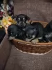 Photos supplémentaires: Vendre des chiots Toy Terrier