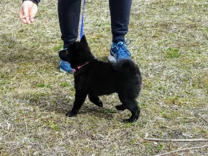 Photos supplémentaires: Schipperke (Schipperke)