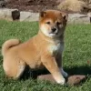 Photo №1. shiba - à vendre en ville de Cologne | négocié | Annonce №103075