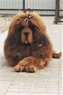 Photos supplémentaires: Grand Imperial Club propose des chiots du dogue tibétain