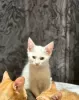 Photos supplémentaires: Pedigree des chatons des lignes championnes du Cornish Rex