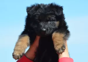 Photo №2 de l'annonce № 6673 de la vente berger allemand - acheter à Ukraine de la fourrière