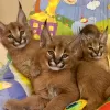 Photos supplémentaires: Chatons Caracal et Serval disponibles