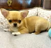 Photo №1. chihuahua - à vendre en ville de Oslo | négocié | Annonce №130326