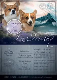 Photo №3. Chiots gallois corgi Pembroke.. Ukraine