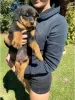 Photo №1. rottweiler - à vendre en ville de Effretikon | 450€ | Annonce №129179