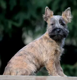 Photos supplémentaires: Filles Cairn Terrier