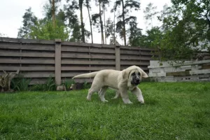 Photos supplémentaires: Chiots de dogue espagnol