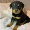 Photo №1. rottweiler - à vendre en ville de Комарно | Gratuit | Annonce №29261