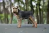 Photos supplémentaires: Chiots Welsh Terrier