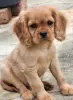 Photo №4. Je vais vendre cavalier king charles spaniel en ville de Vilnius. annonce privée - prix - 350€