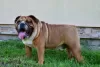 Photo №1. bulldog anglais - à vendre en ville de Frampol | 1000€ | Annonce №28773