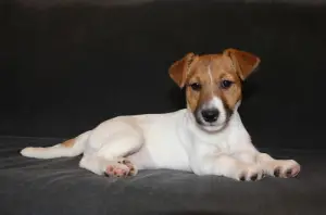 Photo №4. Je vais vendre jack russell terrier en ville de Balakovo. annonce privée - prix - 284€