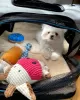 Photo №1. bichon maltais - à vendre en ville de Штутгарт | 100€ | Annonce №129373