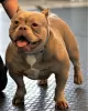 Photo №1. american bully - à vendre en ville de Riga | 3000€ | Annonce №22202