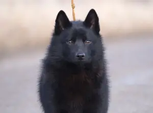 Photo №2 de l'annonce № 4414 de la vente schipperke - acheter à Fédération de Russie de la fourrière, éleveur