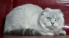 Photo №1. scottish fold - à vendre en ville de Dnipro | 592€ | Annonce № 6093