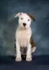 Photo №1. american staffordshire terrier - à vendre en ville de Riga | négocié | Annonce №127832