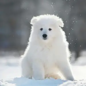 Photos supplémentaires: Chiots Samoyèdes de race pure.