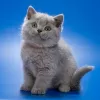 Photo №1. british shorthair - à vendre en ville de Bruxelles | négocié | Annonce № 129825