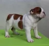 Photo №3. Chiots BULLDOG ANGLAIS. Serbie