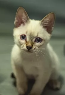 Photos supplémentaires: Derniers chatons du champion du monde Leonardo Sanchitos