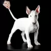 Photo №1. bull terrier - à vendre en ville de Ufa | 924€ | Annonce №34492