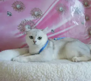 Photo №1. british shorthair - à vendre en ville de Donetsk | 269€ | Annonce № 3629