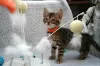 Photos supplémentaires: Chatons Bengal propres disponibles pour les maisons de retraite