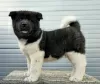 Photos supplémentaires: Akita américain, chiots disponibles