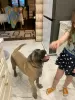 Photo №1. cane corso - à vendre en ville de Москва | négocié | Annonce №42696