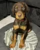 Photo №1. dobermann - à vendre en ville de Copenhague | 460€ | Annonce №83353