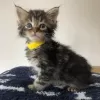 Photo №1. maine coon - à vendre en ville de Gembloux | négocié | Annonce № 128823