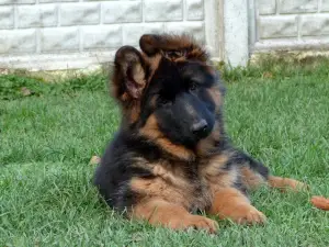 Photo №3. CHIOTS DE BERGERS ALLEMANDS. Fédération de Russie