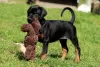 Photo №2 de l'annonce № 129313 de la vente dobermann - acheter à L'Autriche annonce privée